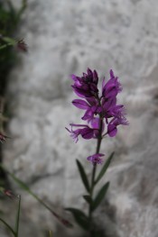 Polygala comosa: Mt. Prenj